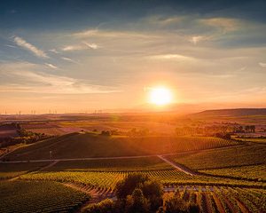 Rheinhessen