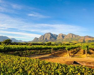 Stellenbosch